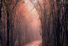 传奇教练郎平：三关节置换，逆境中绽放体育精神